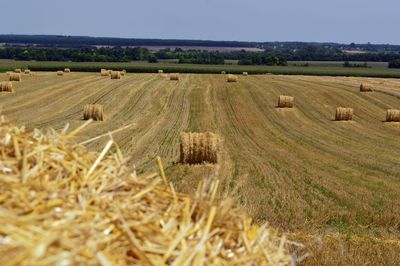 Scenic view of agricultural field against sky