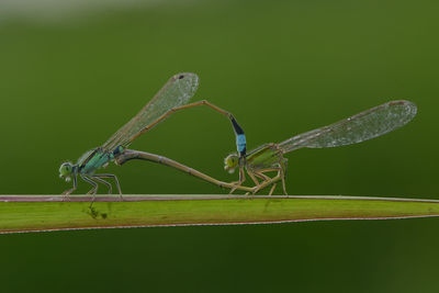 Close-up of insect