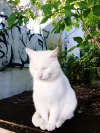 Close-up of cat sitting outdoors