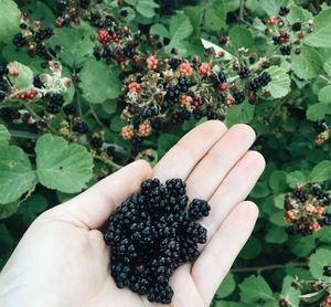 Cropped image of hand holding fruits