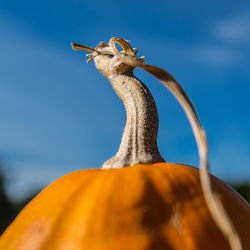 Close-up of pumpkin stem against sky