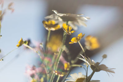 Close-up of yellow flowers