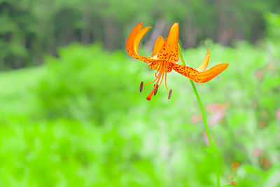 Close-up of orange butterfly on flower