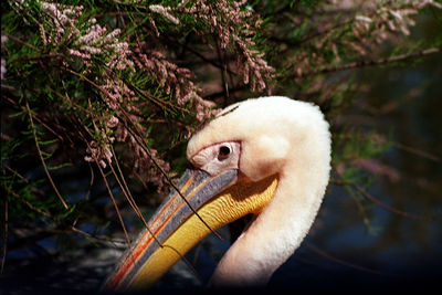 Close-up of duck