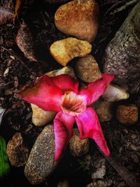 Close-up of pink flower on rock