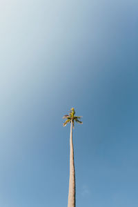 Low angle view of flowering plant against clear sky