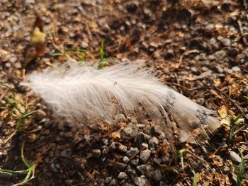 High angle view of feather on land
