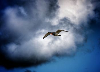 Low angle view of bird flying against sky