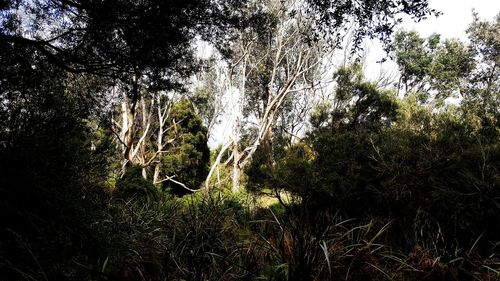 Low angle view of trees growing in forest