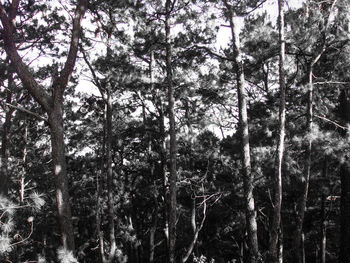 Low angle view of trees in forest