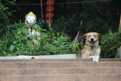 Close-up of dog outdoors