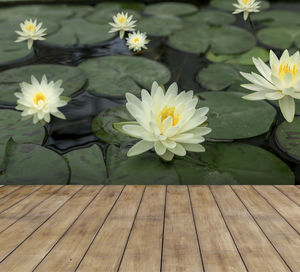 Close-up of white flowering plants