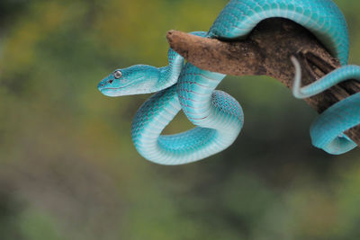 Close-up of snake