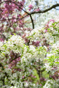 Close-up of cherry blossoms in spring