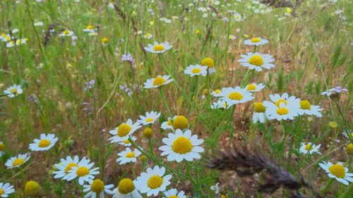 Close-up of white daisy flowers on field