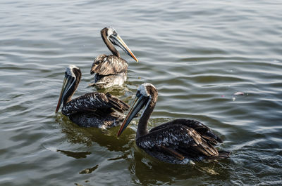 Birds swimming in lake