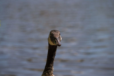 Close-up of goose in lake