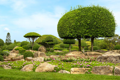 View of trees in garden