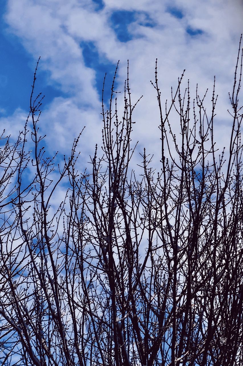 LOW ANGLE VIEW OF SILHOUETTE BARE TREE AGAINST SKY