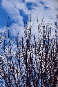 Low angle view of bare trees against sky