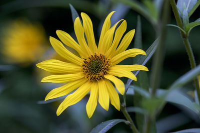 Close-up of yellow flower