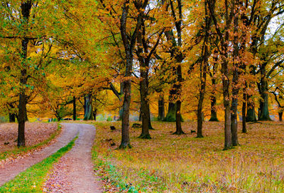 Road amidst trees during autumn