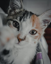 Close-up portrait of cat