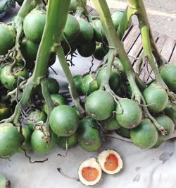 Close-up of fruits on tree