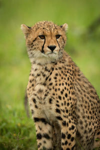 Close-up of cheetah cub sitting turning head