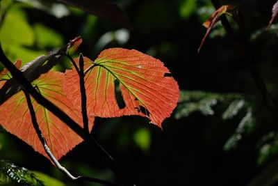 Close-up of maple leaves on plant