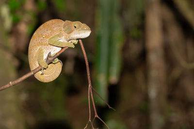 Close-up of lizard on branch