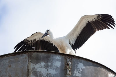 Low angle view of bird flying against clear sky