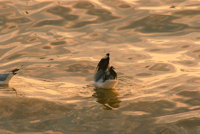 High angle view of seagull swimming in lake