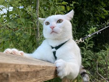 White cat sitting on plant