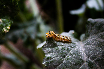 Close-up of butterfly on rock