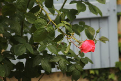 Close-up of red flowers blooming outdoors