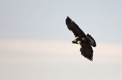 Low angle view of eagle flying in sky