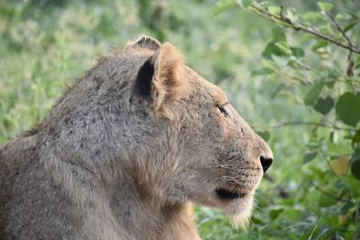 Close-up of a cat looking away