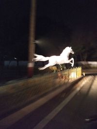 View of a dog running on road at night