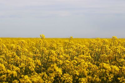 Scenic view of oilseed rape field against sky