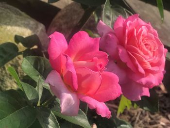 Close-up of pink flowers blooming outdoors