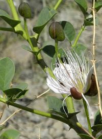 Close-up of flower blooming outdoors