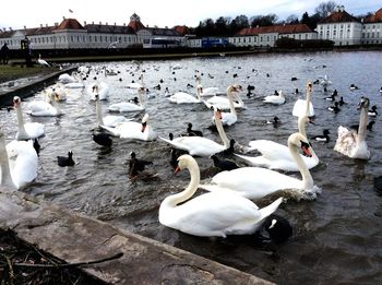 Birds in water