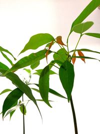 Close-up of plant against clear sky