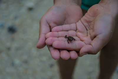 Close-up of hand holding insect