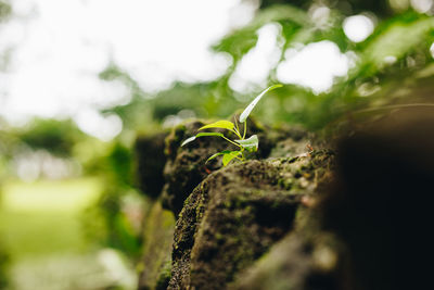 Close-up of sapling growing on rock