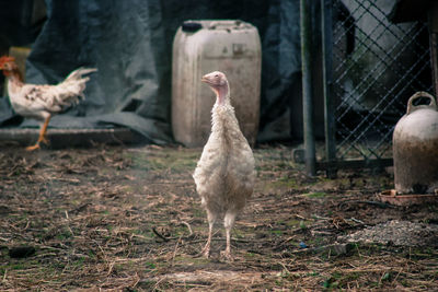 Rooster on field