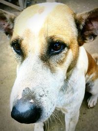 Close-up portrait of dog