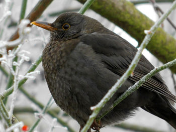 Close-up of bird perching on branch