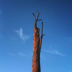 Low angle view of tree trunk against blue sky